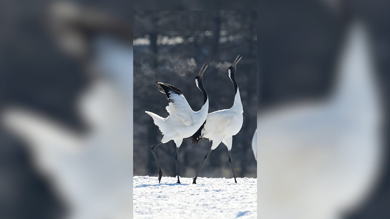 خفة لا تُصدّق.. مصور يوثق رقصة تزاوج آسرة بين طائرين في اليابان