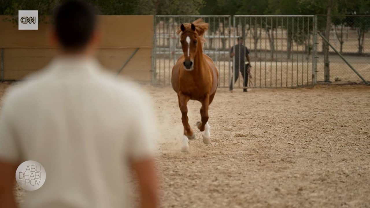 مزرعة في أبوظبي تدّرب الخيول لتصبح نجوم سينما.. شاهد كيف