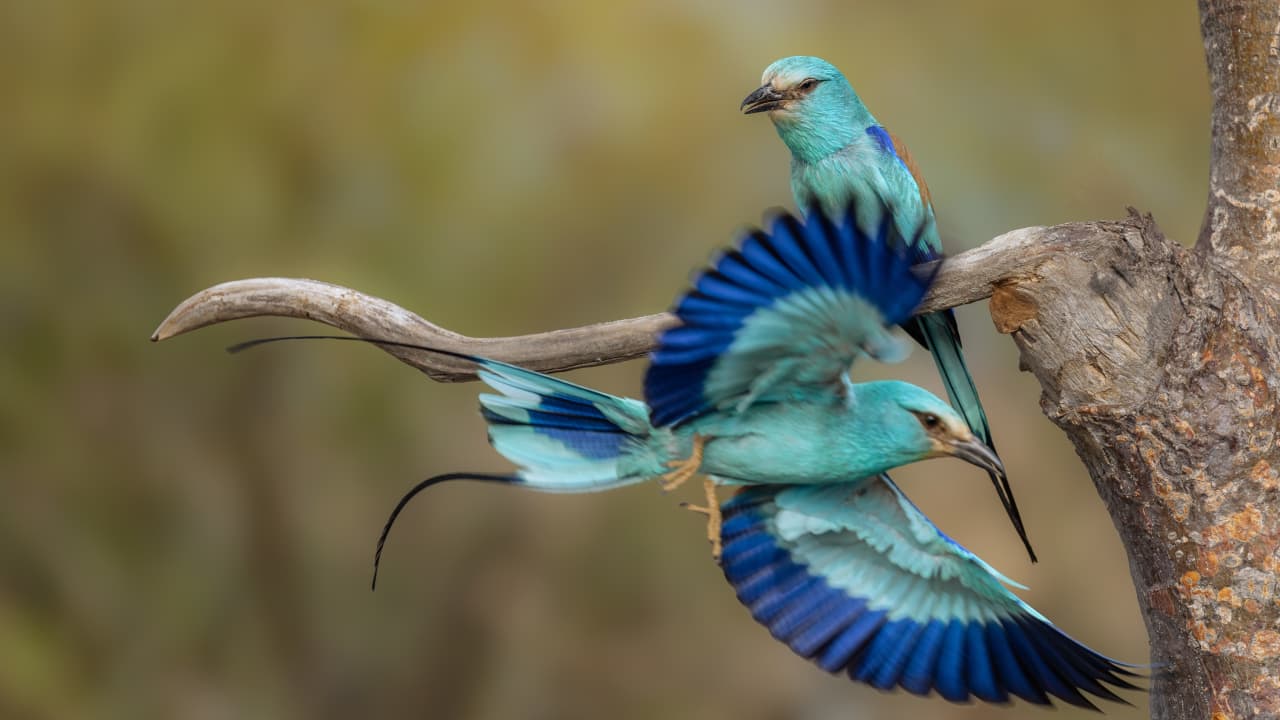 خجول وشرس في آنٍ واحد.. سعودي يسرد ما حصل عند اقترابه من عش هذا الطائر الزاهي