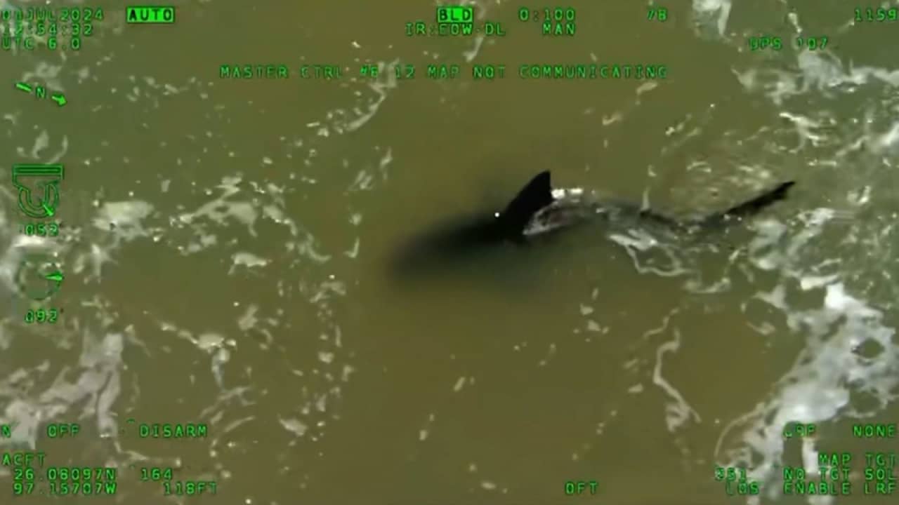 فيديو مخيف يُظهر سمكة قرش ضخمة تسبح قرب مرتادي شاطىء في تكساس