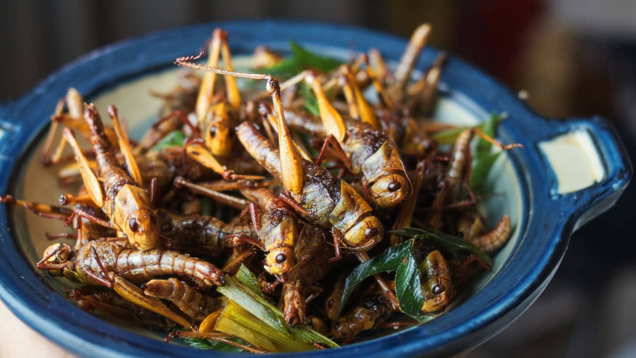 من الخنافس إلى الديدان.. سنغافورة توافق على الحشرات كغذاء