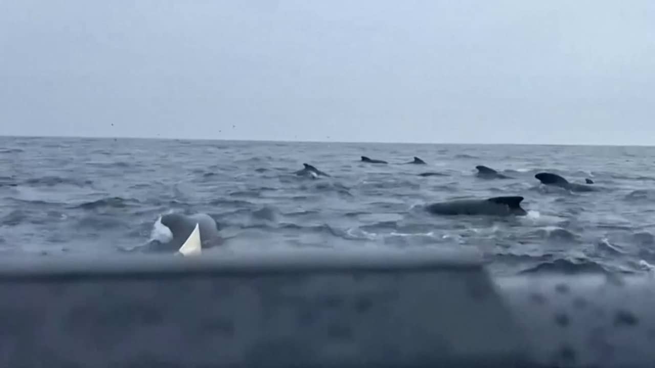 فيديو مرعب يظهر مئات الحيتان تحاصر قارب مغامر يجدف بمفرده وسط المحيط.. شاهد رد فعله