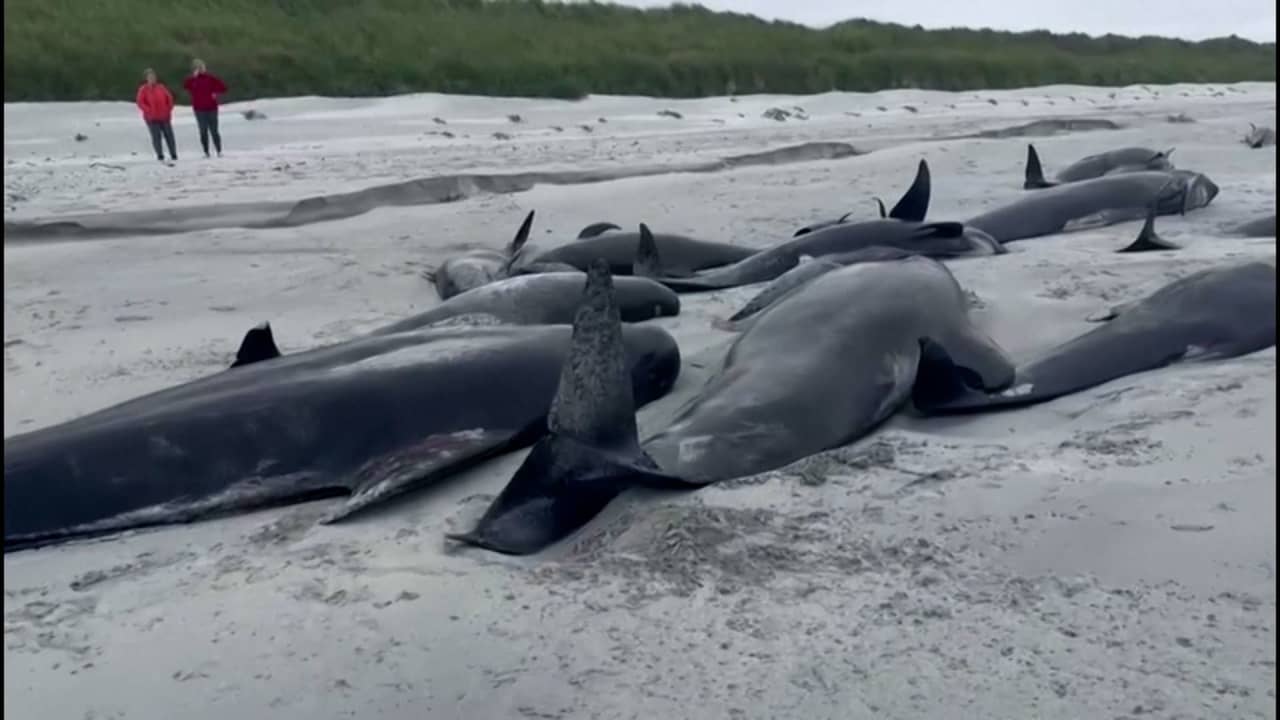 فيديو مفزع يظهر جنوح عشرات الحيتان على شاطئ باسكتلندا.. شاهد ما حدث