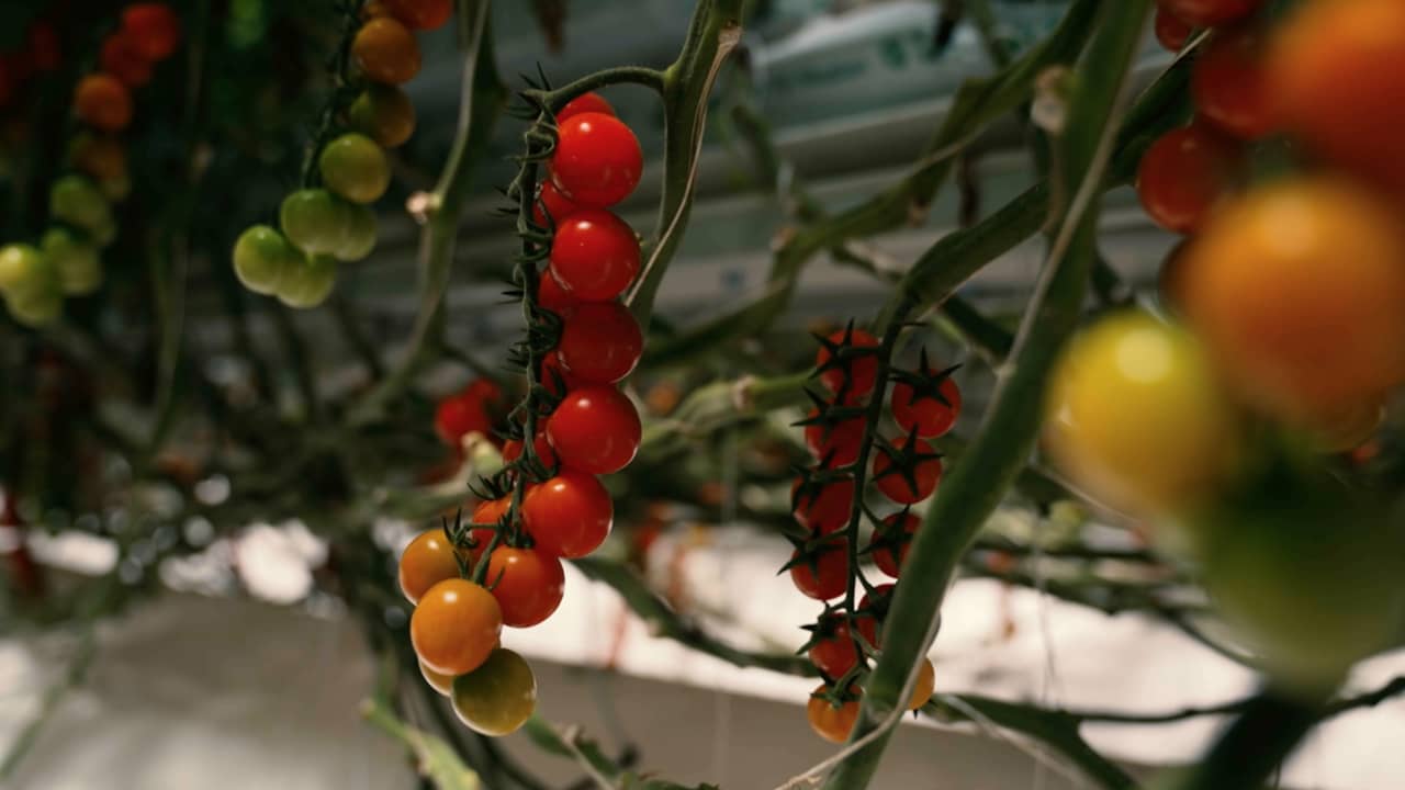 شركة أبوظبي الناشئة تهدف إلى إحداث ثورة في الزراعة العالمية