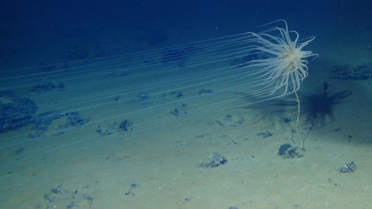 ما دور "الاكسجين الداكن"المكتشف على عمق نحو 4 آلاف متر تحت المحيط؟