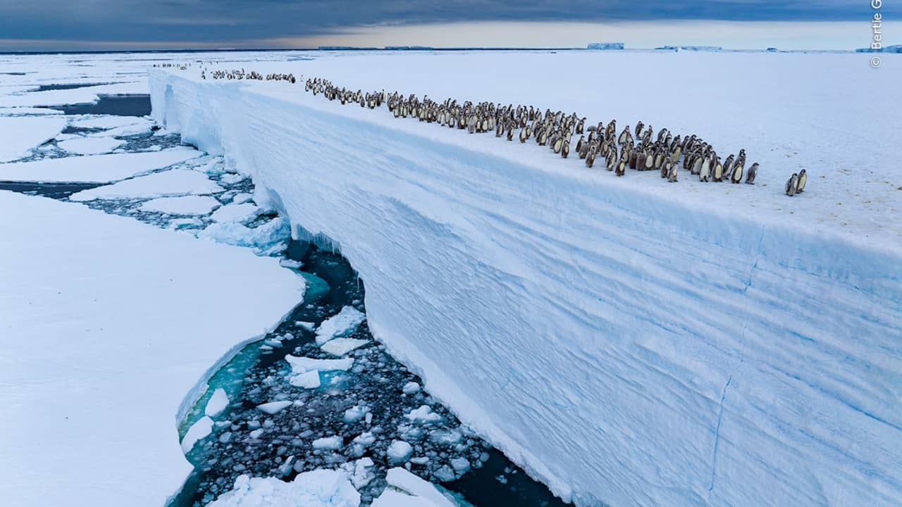 ألق نظرة على الصور التي نالت استحسانًا كبيرًا من مسابقة مصور الحياة البرية لهذا العام