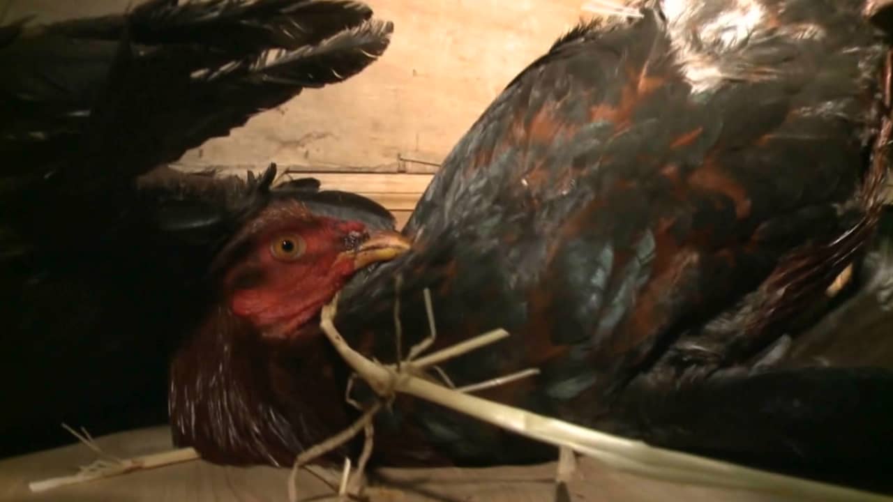 "مقامرات واتجار بالمخدرات".. أفكار جديدة للقضاء على مصارعة الديوك في أمريكا