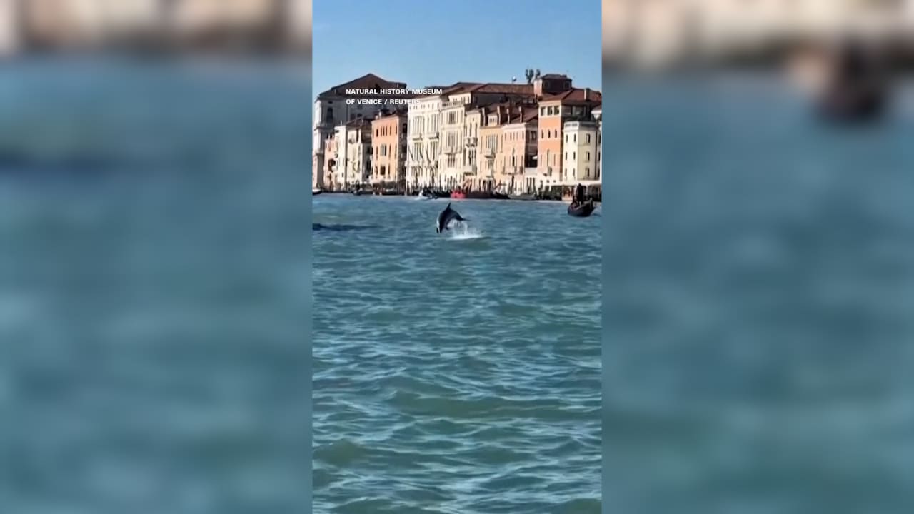 ظهور غير معتاد لدولفين يسبح بين القوارب في قنوات البندقية يحيّر العلماء