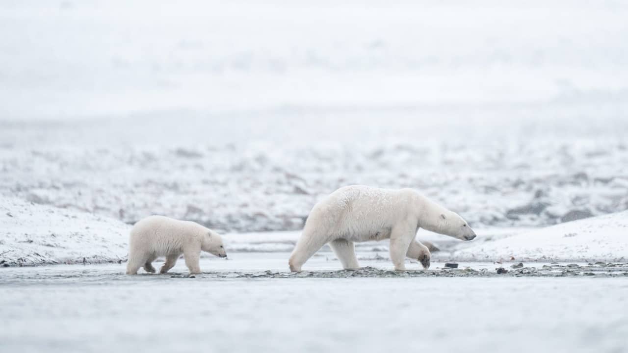 رغم ذوبان الجليد البحري.. دببة القطب الشمالي في النرويج تزداد بدانة وصحة