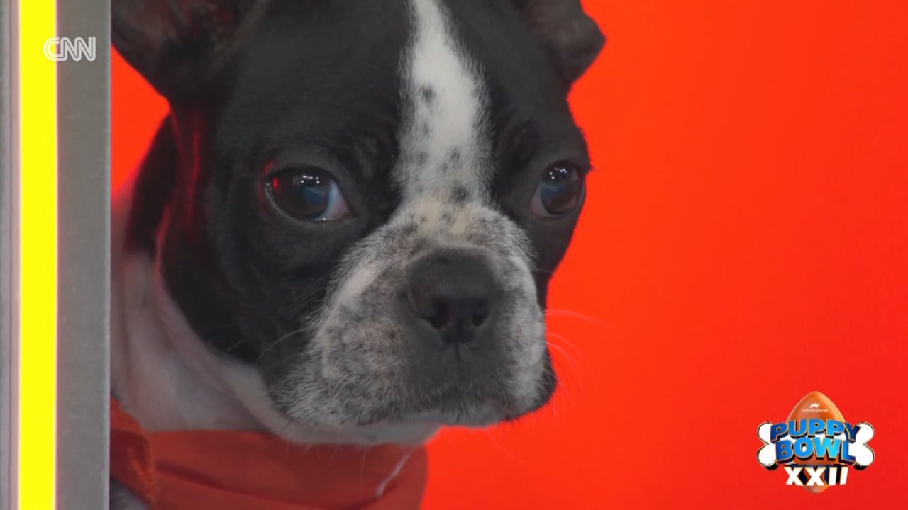 أطعمة الكلاب تحوي مستويات خطرة من المعادن الثقيلة