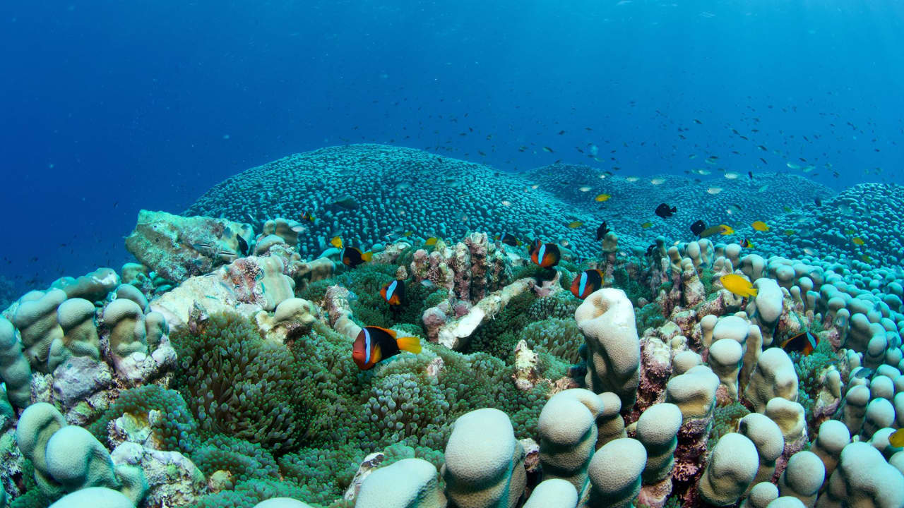 أم وابنتها تكتشفان أكبر مستعمرة مرجانية في العالم قبالة ساحل أستراليا