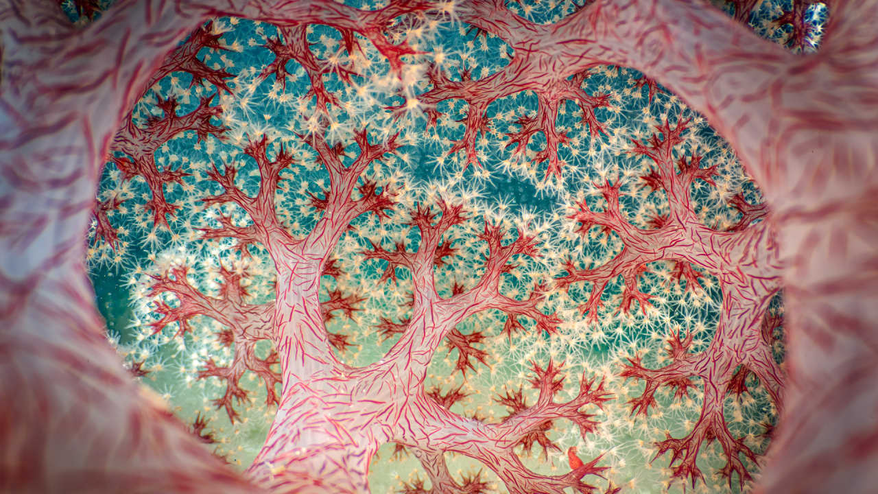 مصور يوثق ما يبدو كمجرّة سريالية في قلب الشعاب المرجانية.. كيف؟