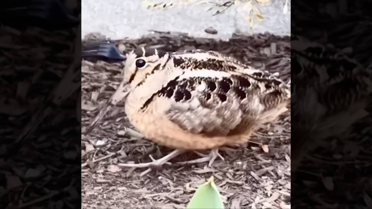 تَبَخْتُر ورقصة فريدة.. الشنقب الأمريكي يخطف الأنظار في نيويورك