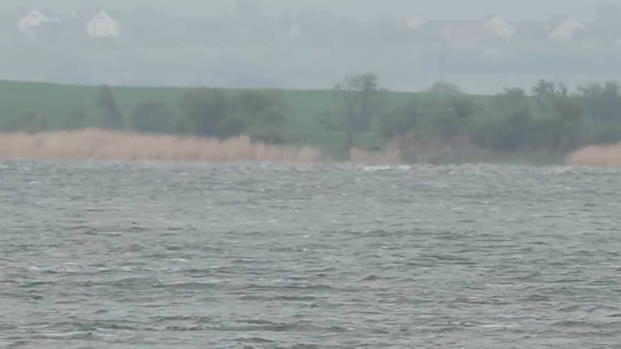 الحوت تيمي يسبح مجددًا بعد أن ظل عالقًا 3 أسابيع في ألمانيا.. لكن هل ضلّ طريقه؟