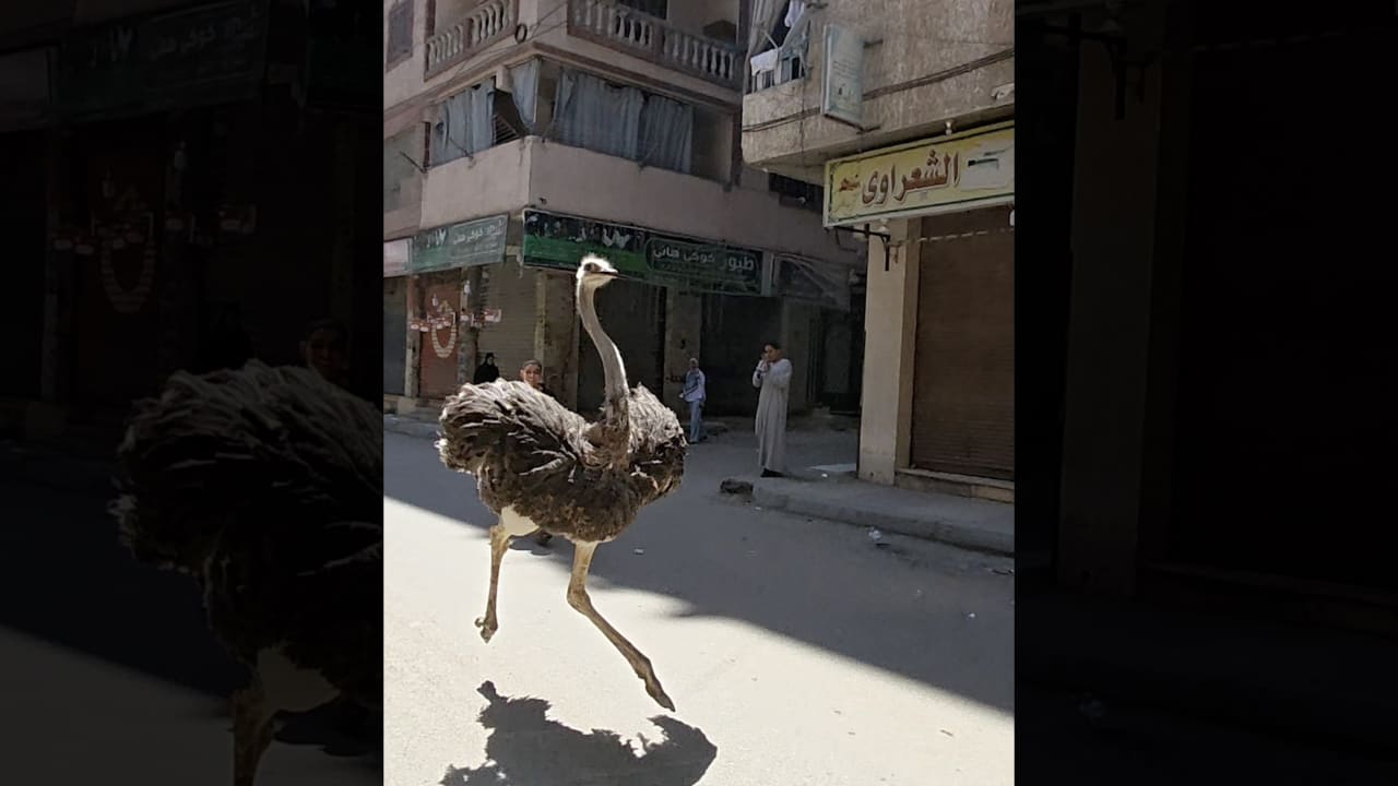 فيديو طريف لنعامة تركض هربًا من صاحبها بأحد شوارع مصر يحصد تفاعلاً واسعًا