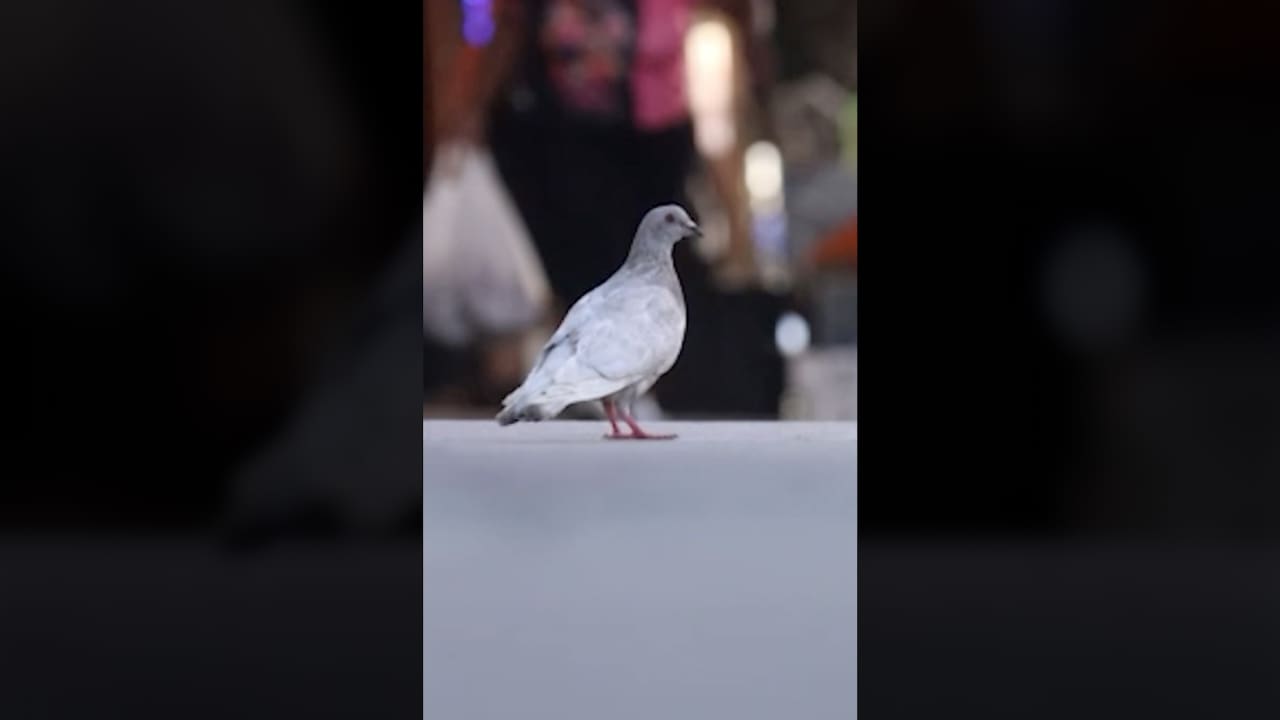 مدينة فيلادلفيا تقدّم جولة سياحية للحمام.. ما سر الهوس بها؟