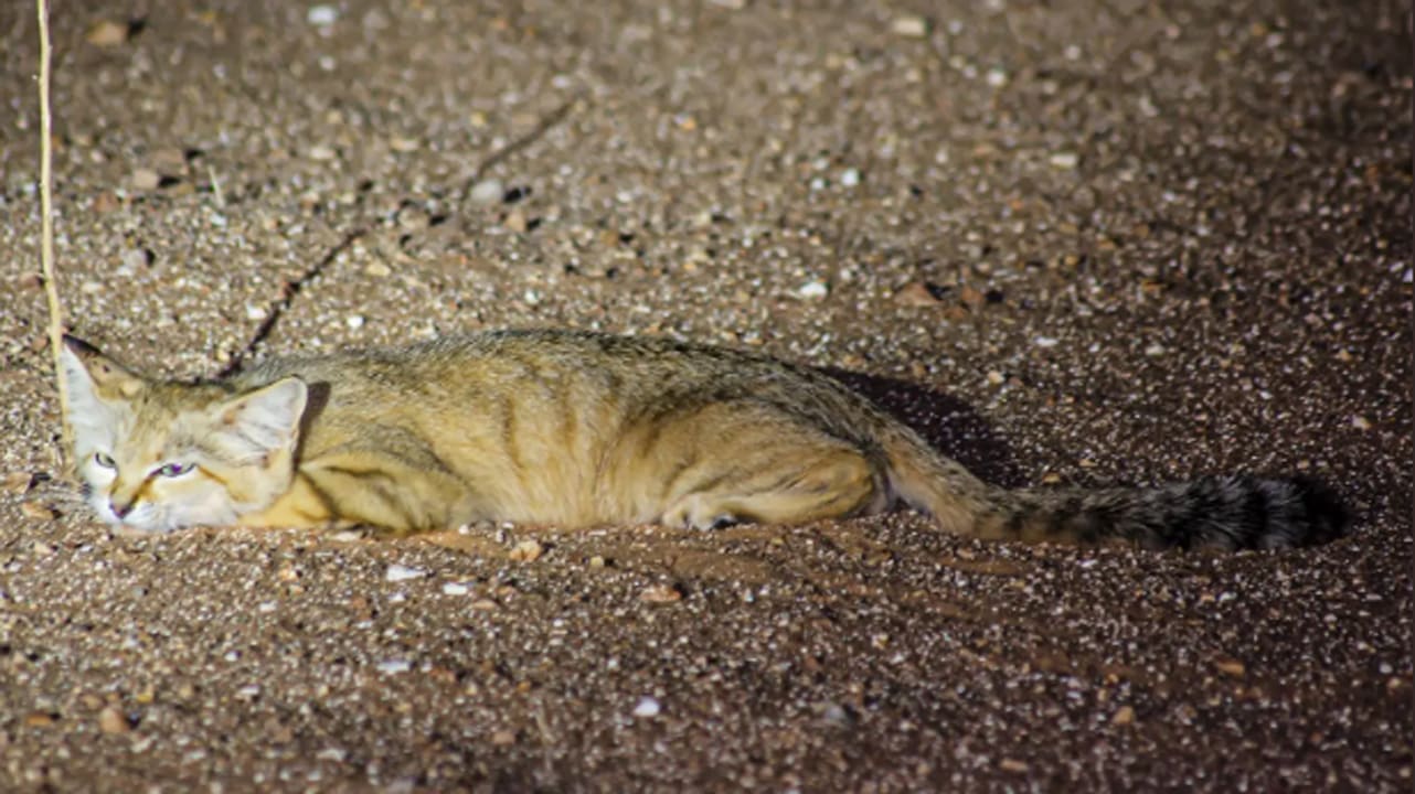 في السعودية.. هذا ليس قطا عاديا.. إليكم ما رصد بالمملكة