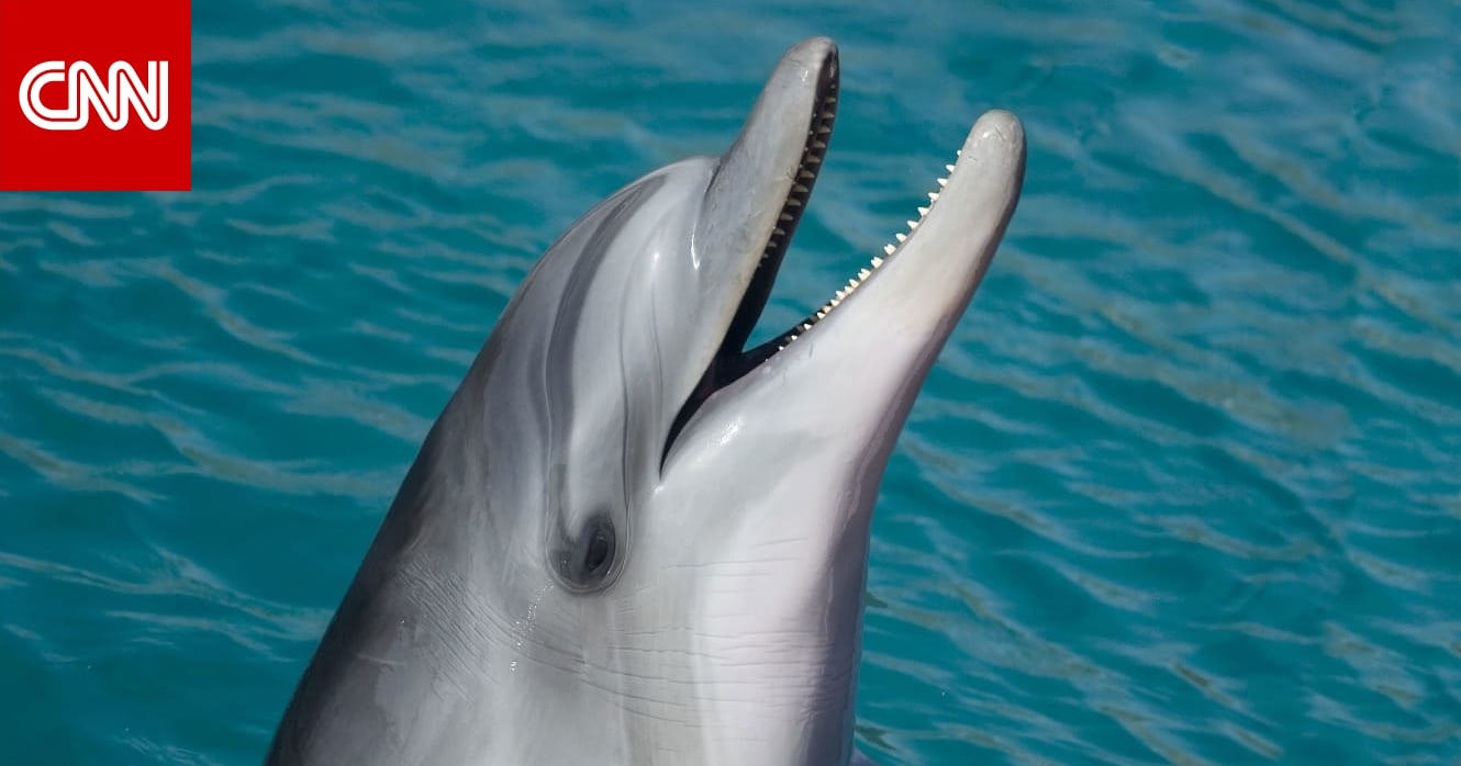 دلفين دلفین