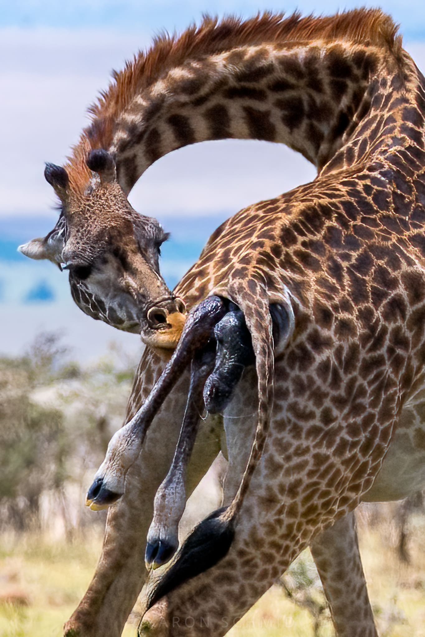لحظة ولادة زرافة وهي واقفىة في كينيا