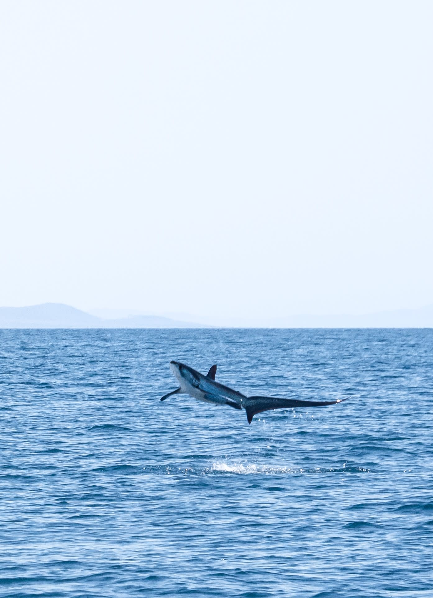 مصور يوثق لقطة نادرة لقرش عملاق يقفز برشاقة خارج المياه