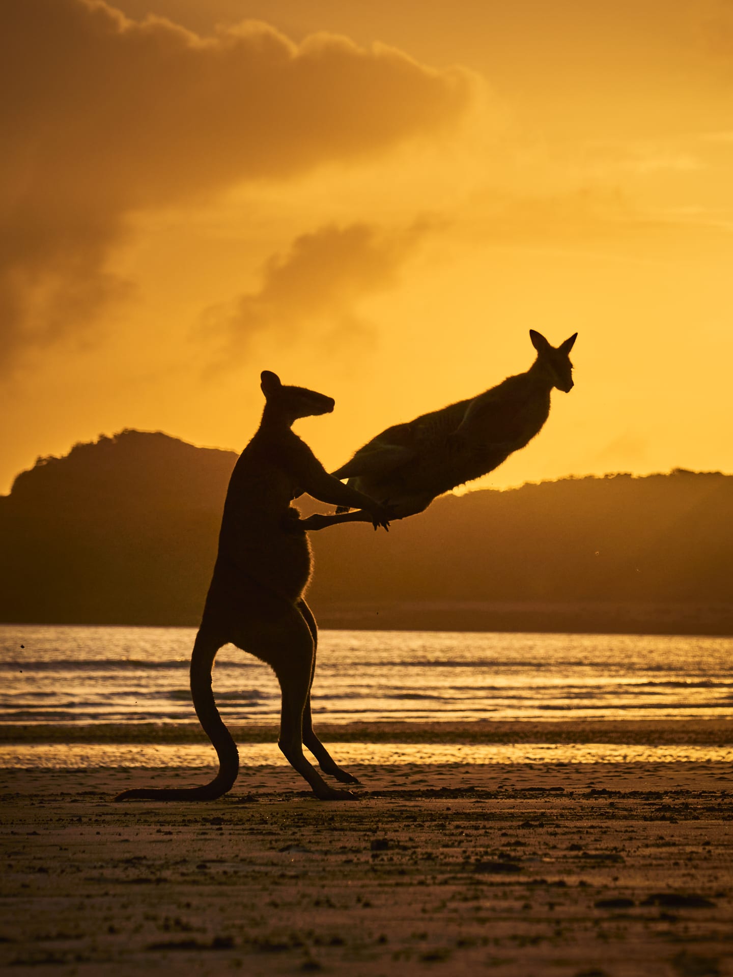 En Australia, un hombre británico documenta una imagen increíble de dos animales y un padre peleándose en la playa. 