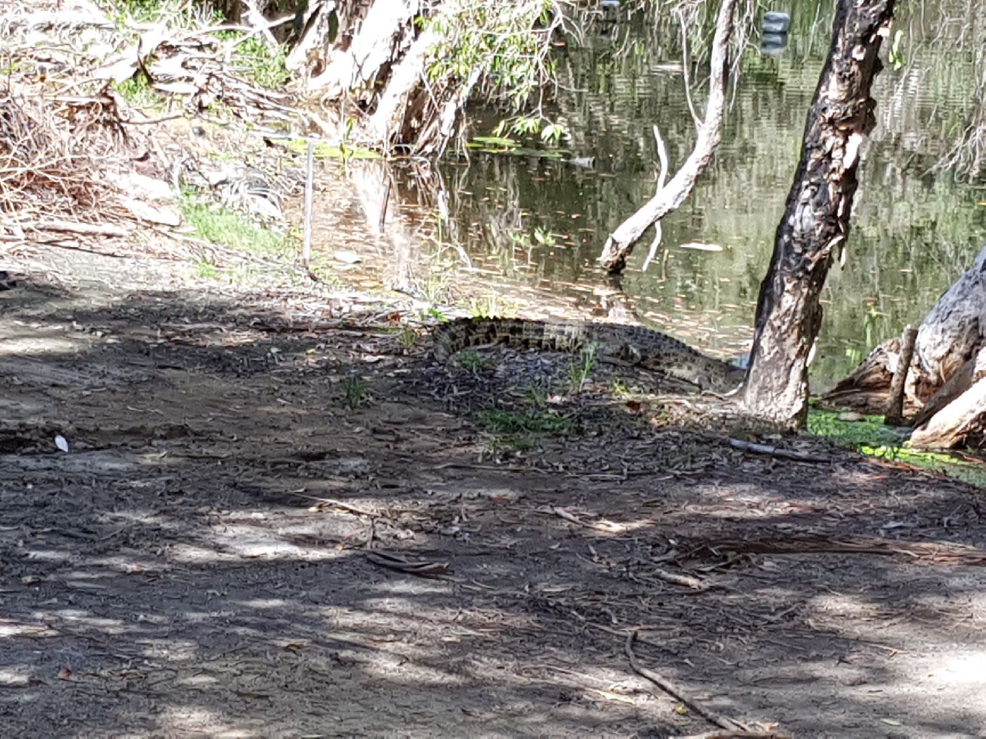 بين الثعابين والتماسيح وحيوانات الكنغر.. هكذا يكون لعب الغولف في أستراليا