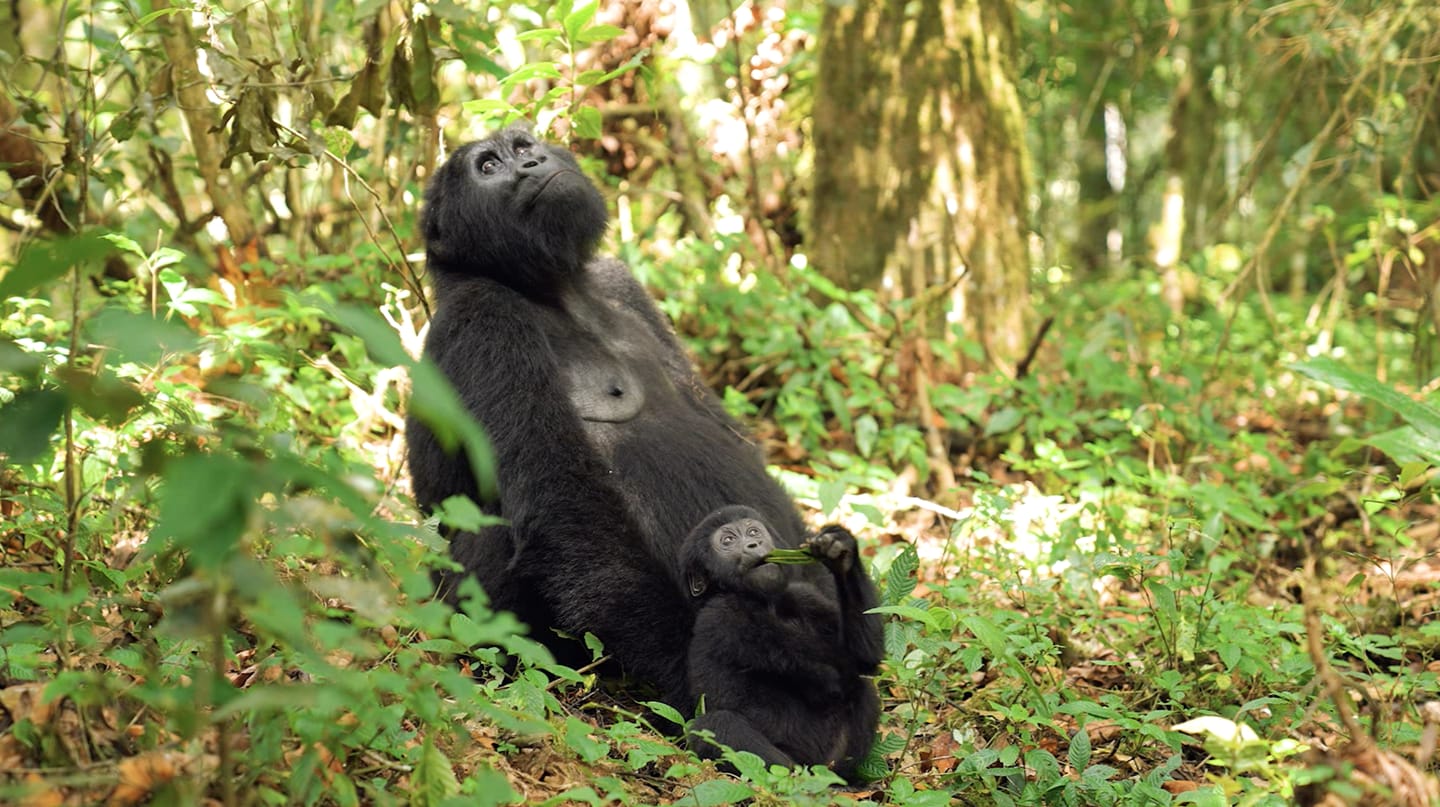 تعرف على الناشطة البيئية التي تنقذ الغوريلا في غابة أوغندا المنيعة