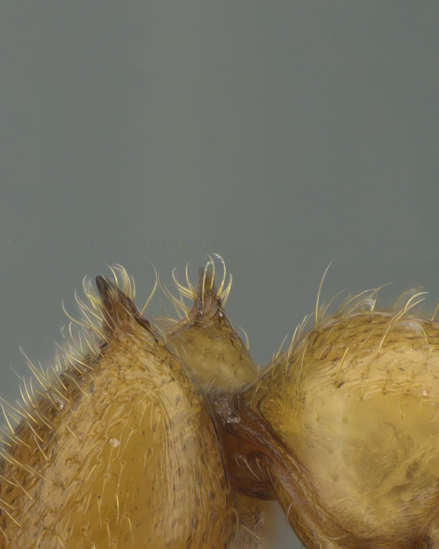  نملة الشارقة .. اكتشاف نوع نادر من النمل في الإمارات