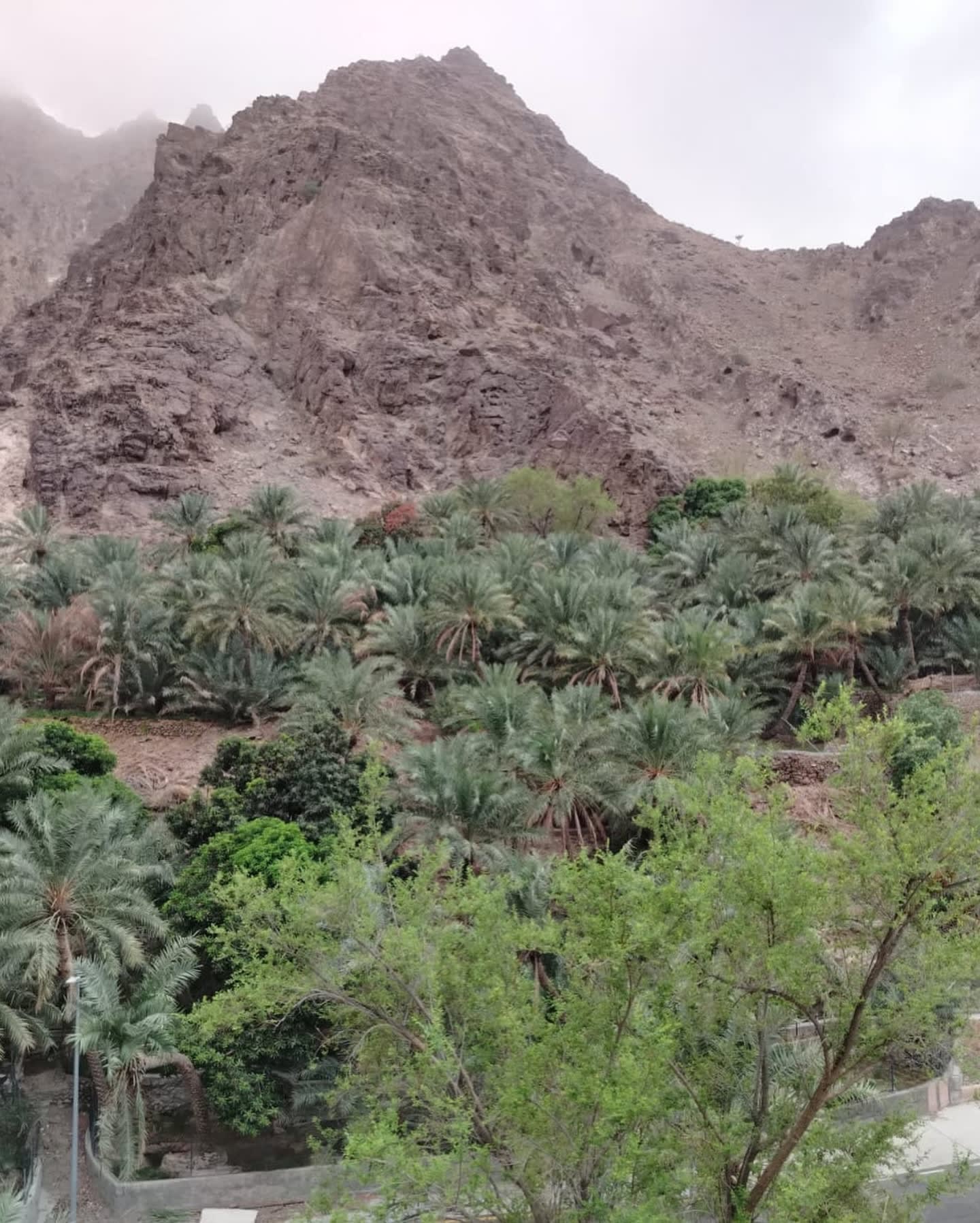  نملة الشارقة .. اكتشاف نوع نادر من النمل في الإمارات