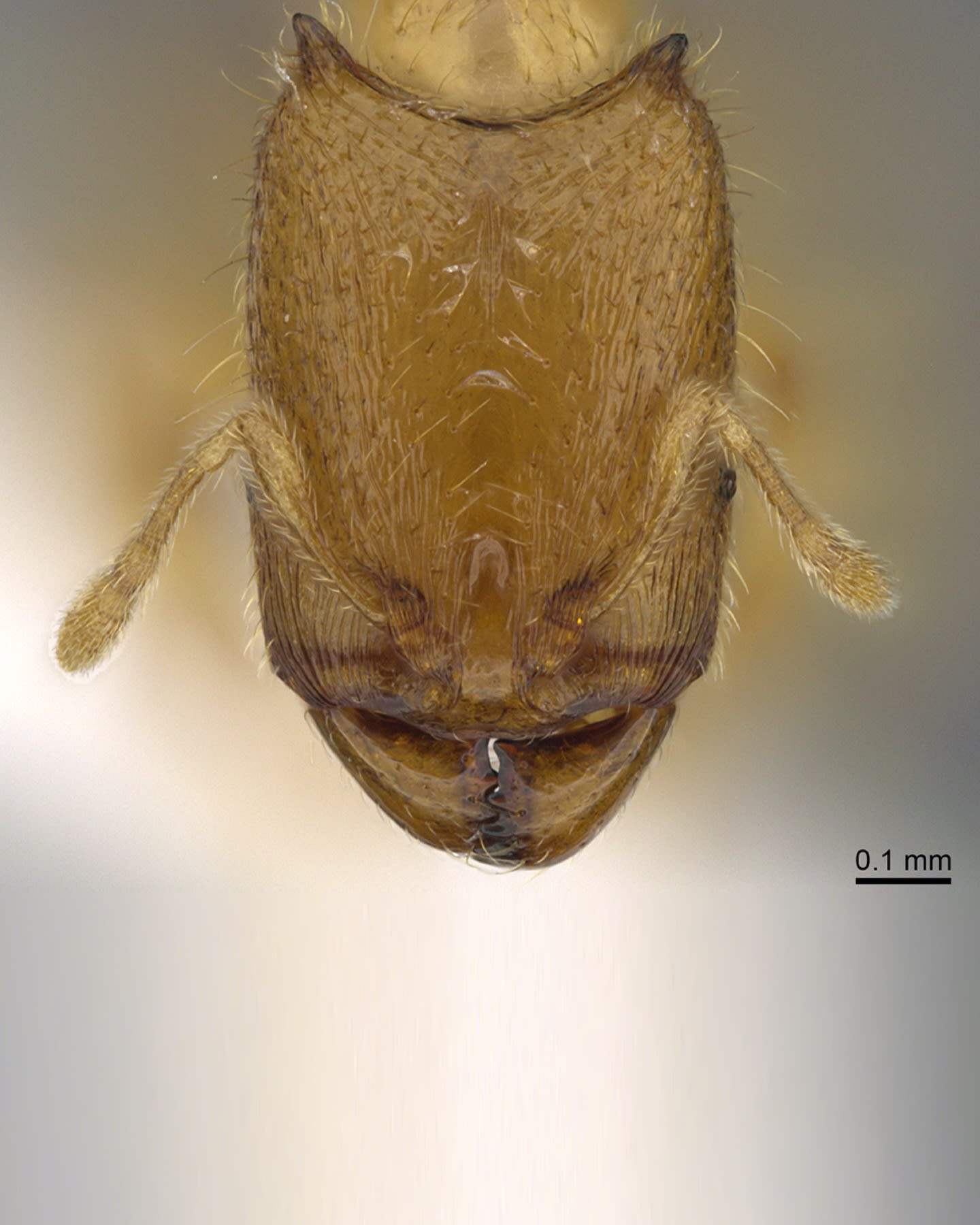  نملة الشارقة .. اكتشاف نوع نادر من النمل في الإمارات