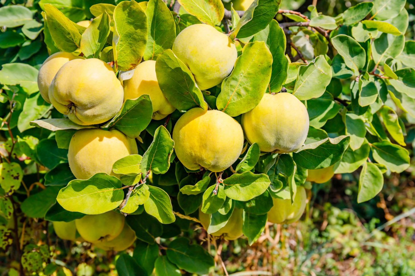 الفاكهة المحرمة التي تسببت بطرد آدم وحواء.. هل كانت تفاحةً حقاً؟
