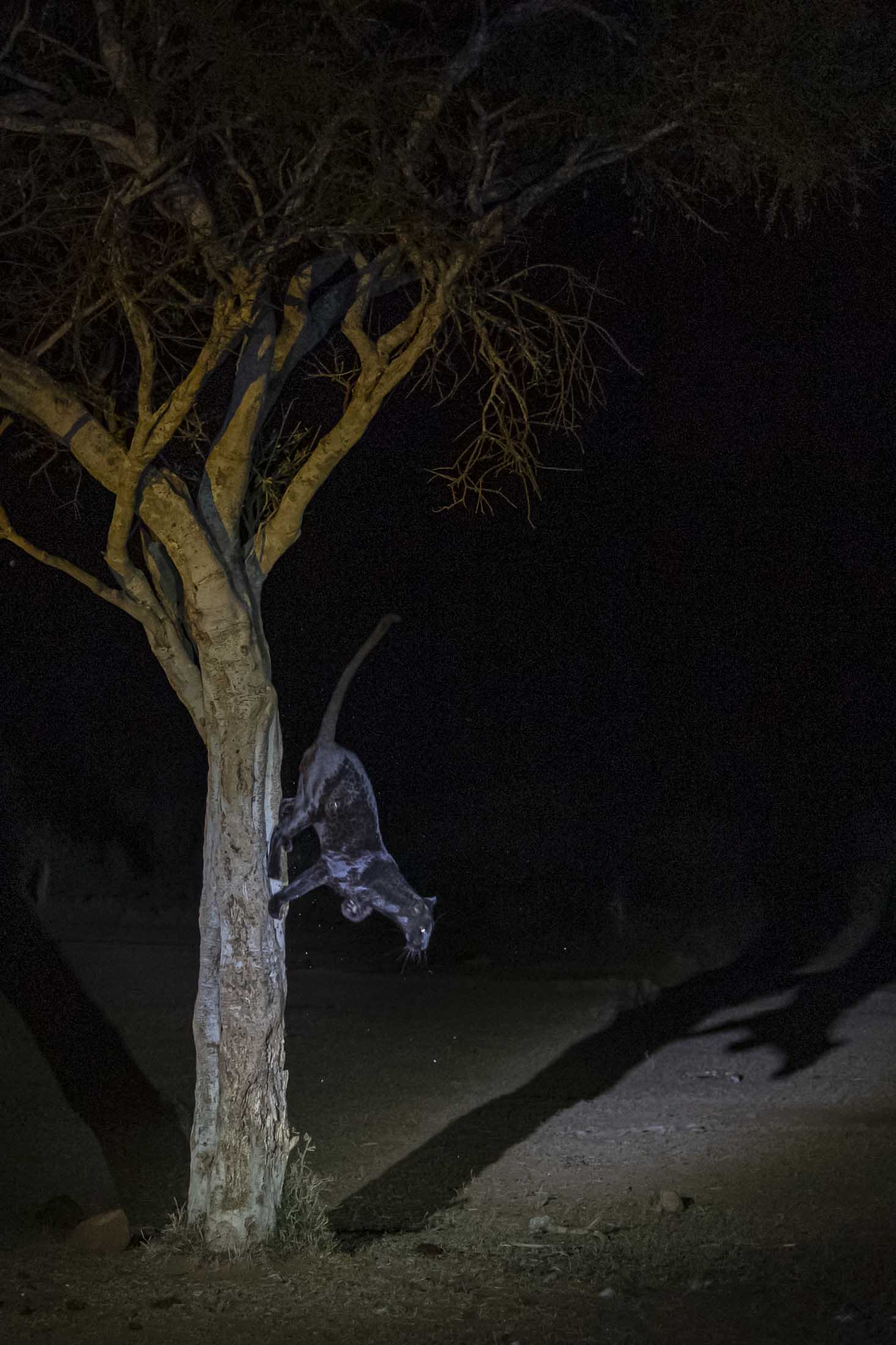 يعني اسمها "الظلام".. مصور يرتجف من الإثارة أثناء توثيق أنثى نمر نادرة في كينيا