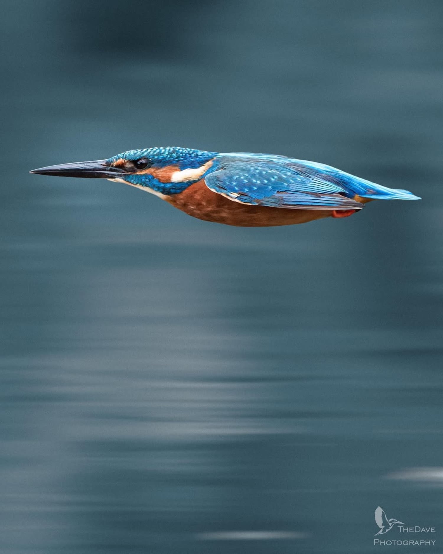 alcedo-atthis-common-kingfisher-.jpg