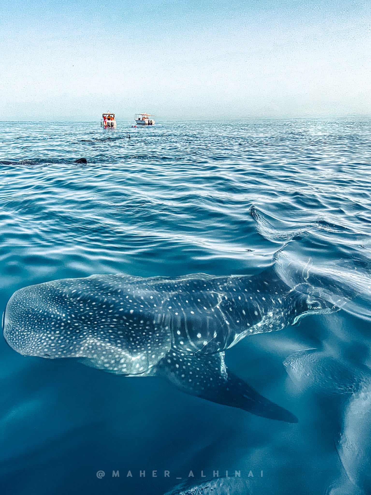 سمكة القرش الحوتي في بحر عمان