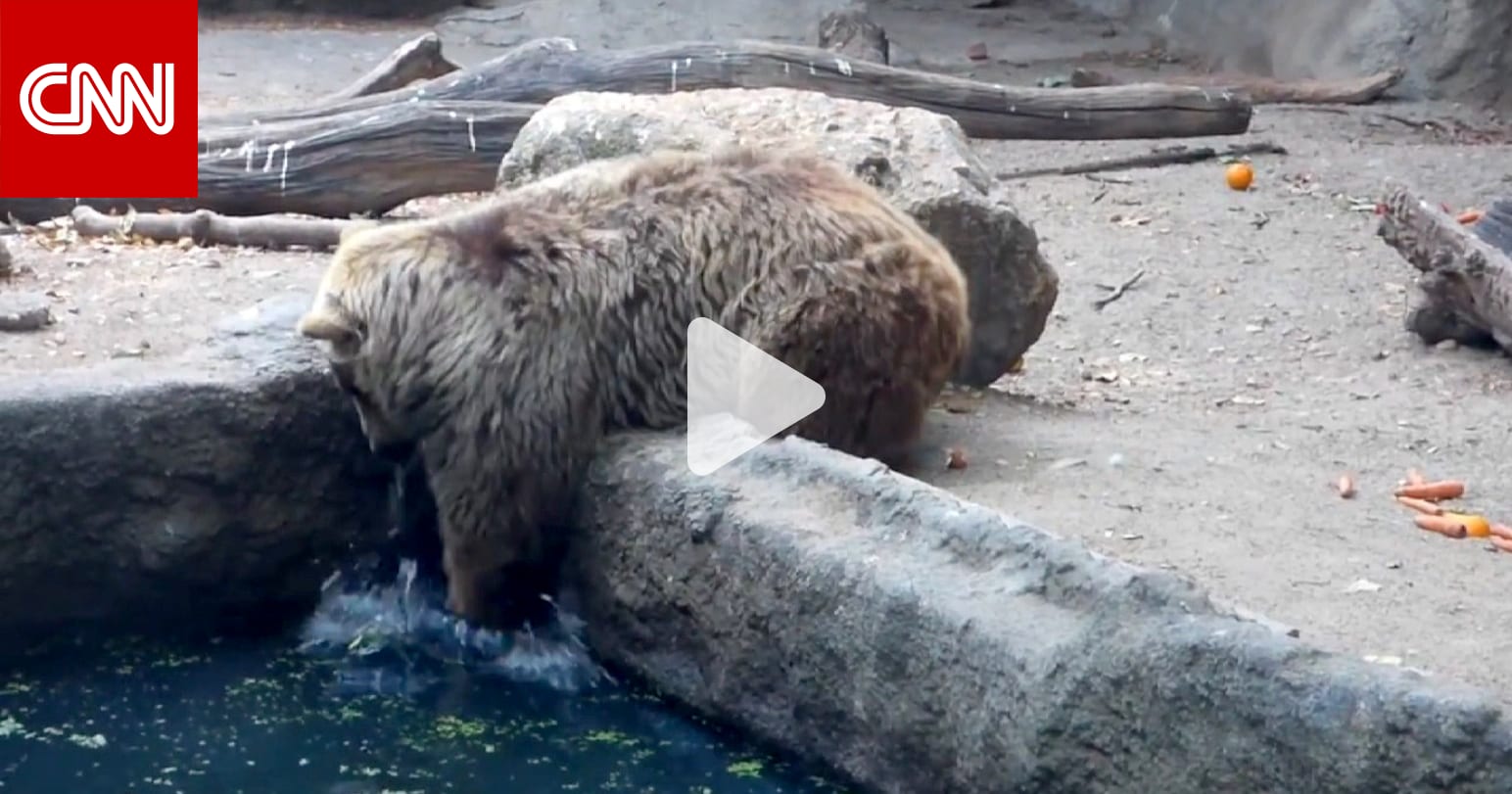 Как спастись от медведя. Включи медведи спасают. Включи медведи спасают. Последний кадр медвежонок имамашка. Девочка спасающая медведя.