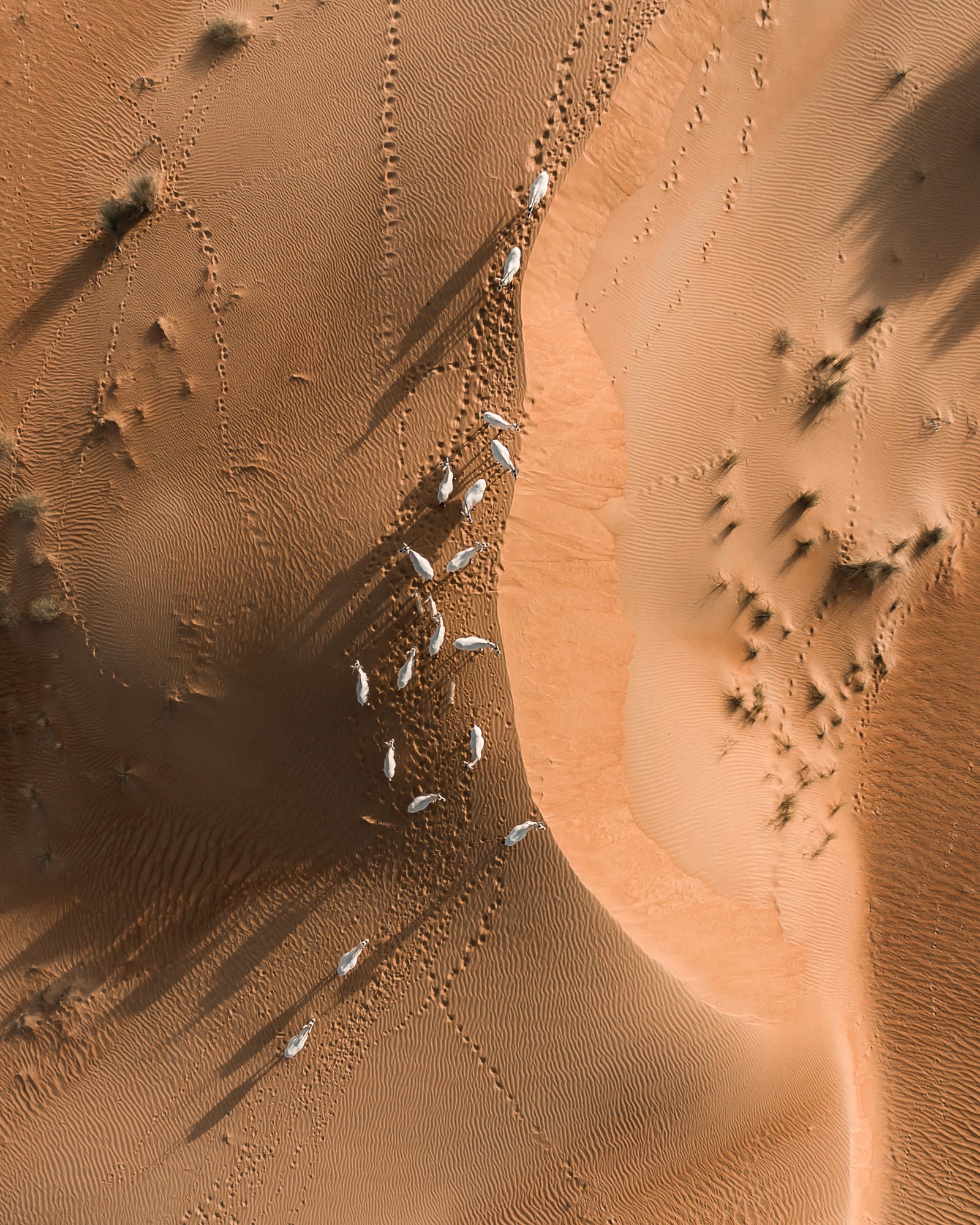 صحراء الإمارات العربية المتحدة 