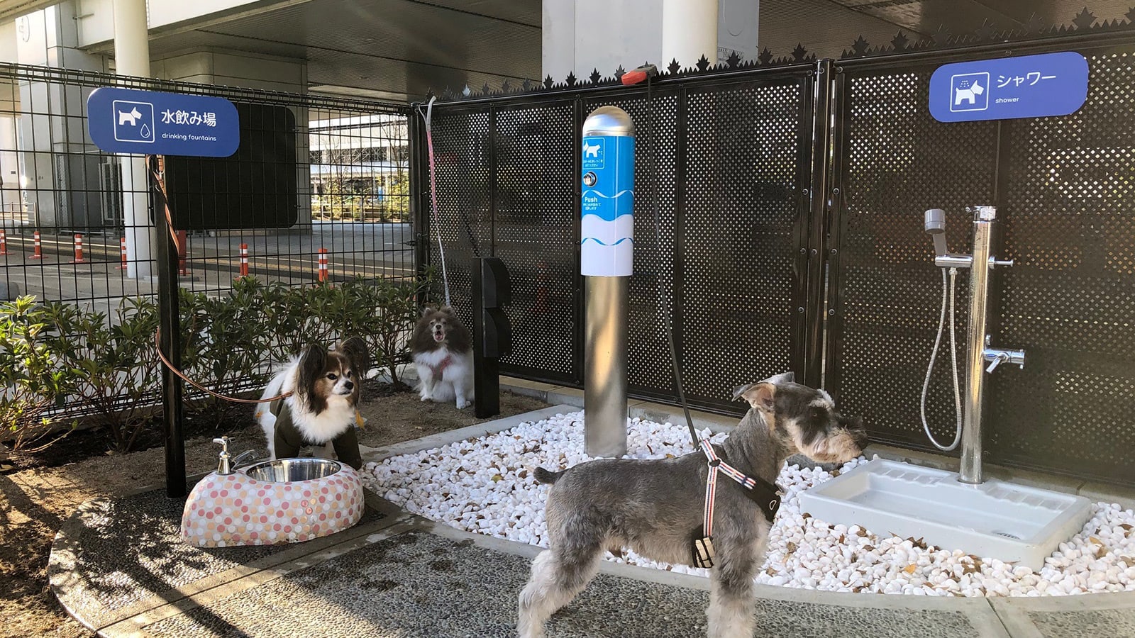 هل رفيقك بالسفر هو كلبك؟ افتتاح أول حمام للكلاب في مطار باليابان قريباً 