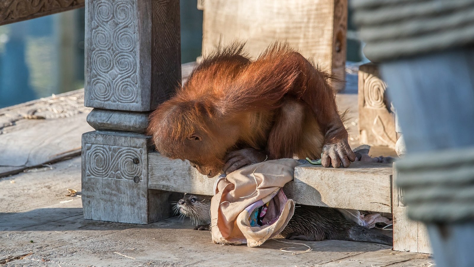 حديقة حيوانات تلتقط صور ظريفة لقردة أورانجوتان وهي تلعب مع أصدقائها القنادس