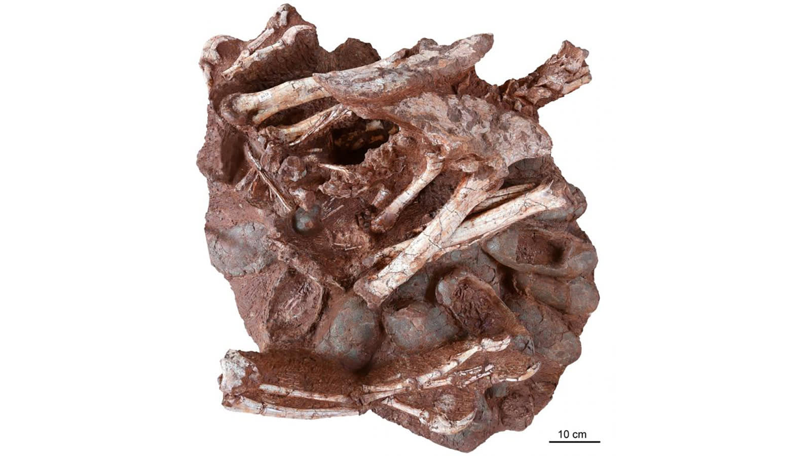 لأول مرة.. اكتشاف باحثون ديناصور محفوظ جالس على عش بيض بأجنة متحجرة