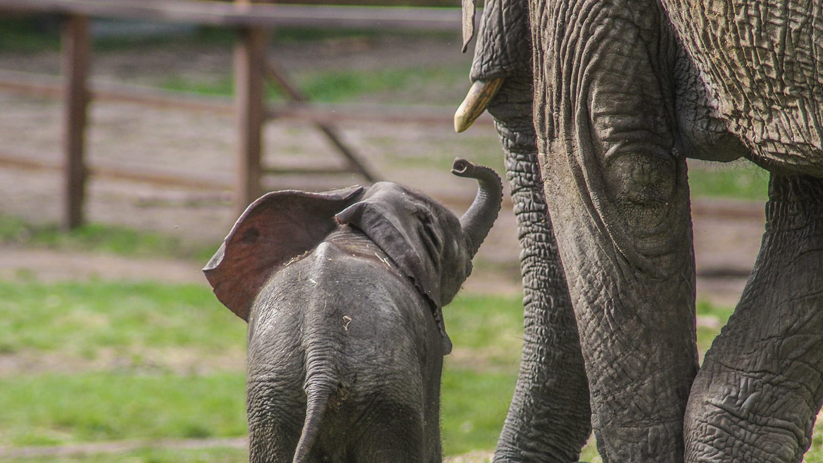 لأول مرة بالعالم.. نقل قطيع من الفيلة من حديقة حيوانات بالمملكة المتحدة إلى البرية في كينيا
