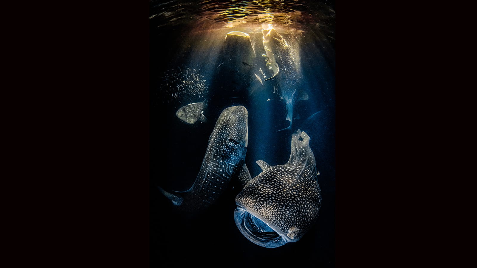صورة صادمة ورائعة في آن تفوز بجائزة حماية الحياة البحرية 