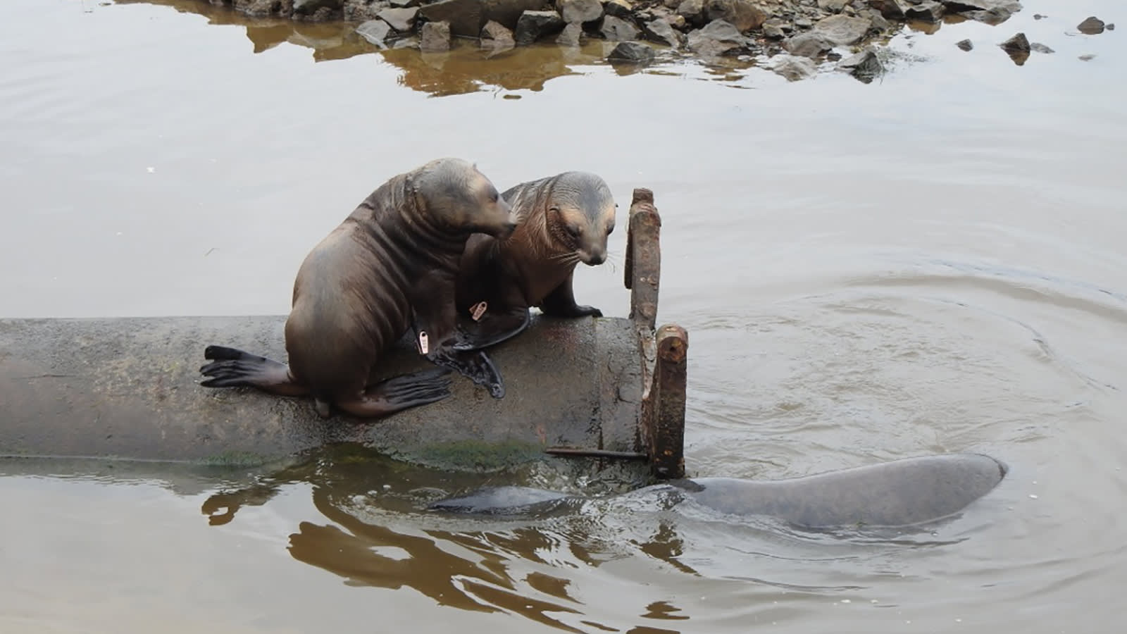 In New Zealand, endangered sea lions have