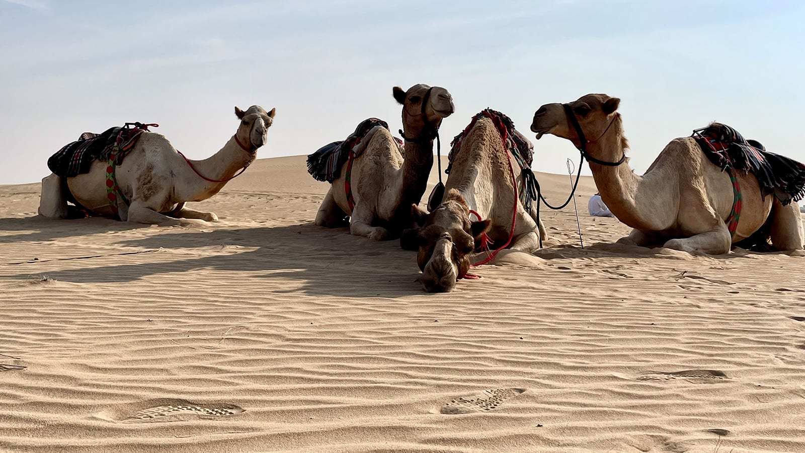 Women lead the way at Dubai's first camel riding school