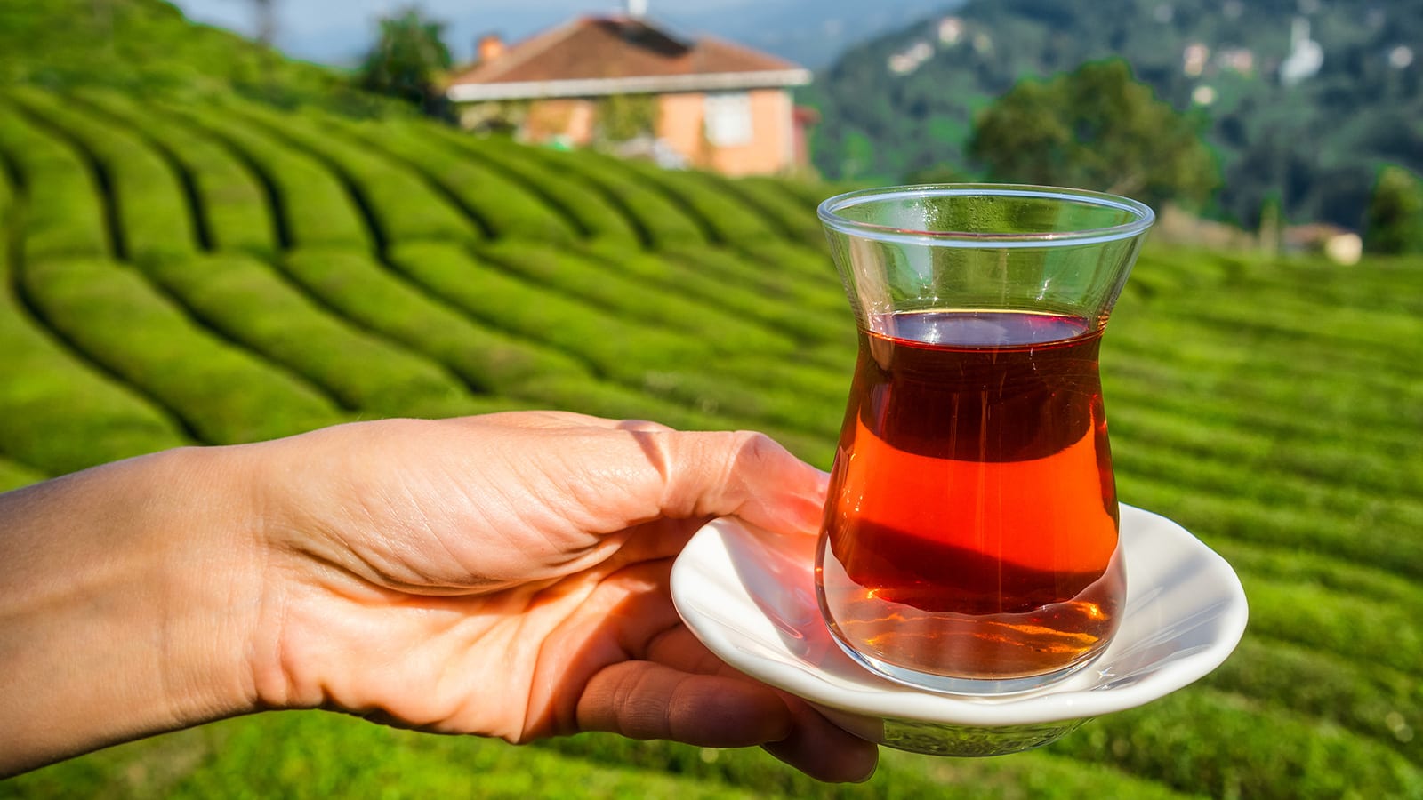 الشاي التركي يستقبل نكهات جديدة ويكسر التقاليد