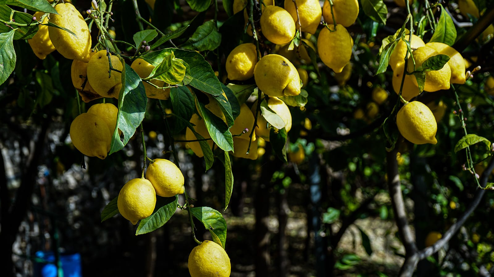 بهلوانيون بشكلٍ غير اعتيادي.. يقفز المزارعون بين أشجار الليمون بساحل أمالفي الإيطالي