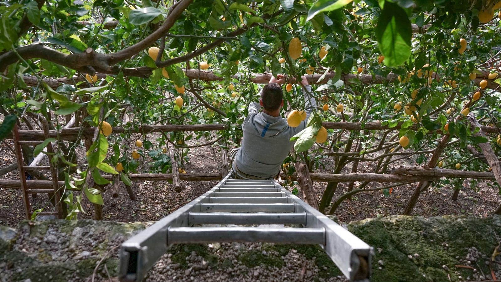 بهلوانيون بشكلٍ غير اعتيادي.. يقفز المزارعون بين أشجار الليمون بساحل أمالفي الإيطالي