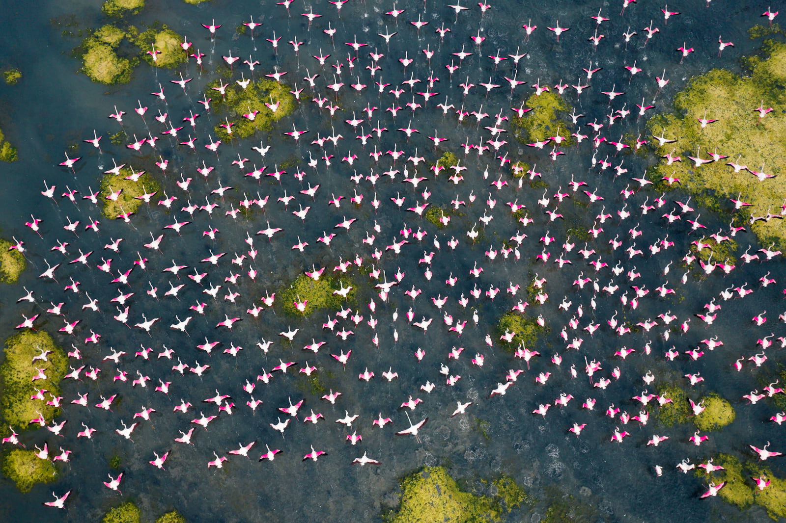 Fotograf dokumentiert "Rosa Armee" Blickfang in einem indischen See