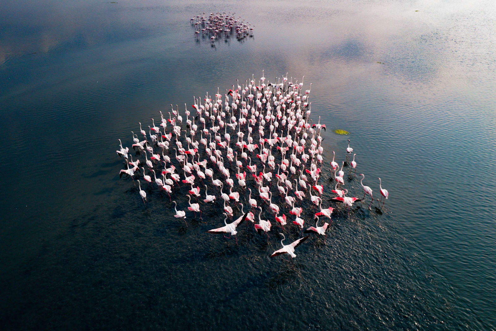 Fotograf dokumentiert "Rosa Armee" Blickfang in einem indischen See