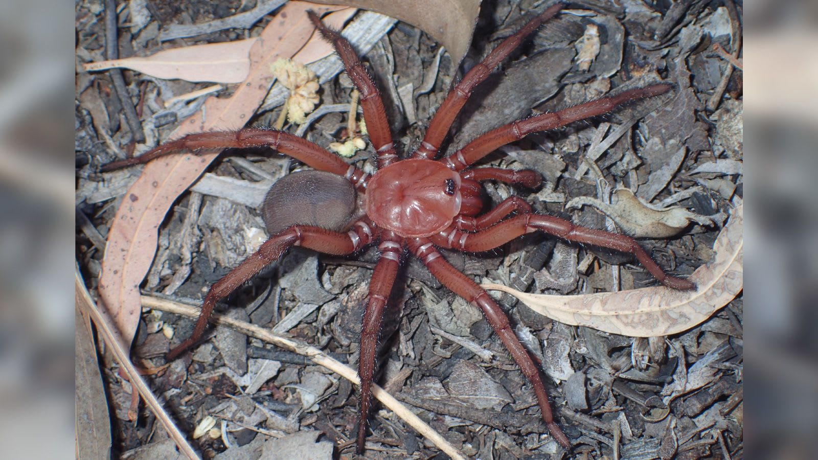 في أستراليا.. رصد عنكبوت عملاق ونادر في ولاية كوينزلاند 