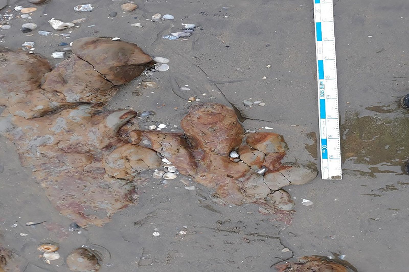 في إنجلترا.. اكتشاف آثار أقدام ديناصور على شاطئ في جزيرة "وايت" 